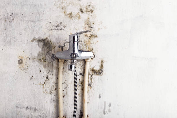 Best Commercial Mold Removal  in Acton, CA