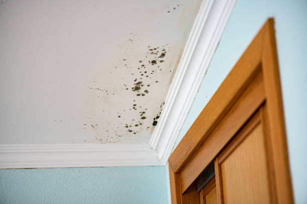 Best Mold Remediation  in Acton, CA