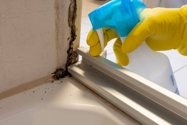 Best Mold Testing  in Acton, CA