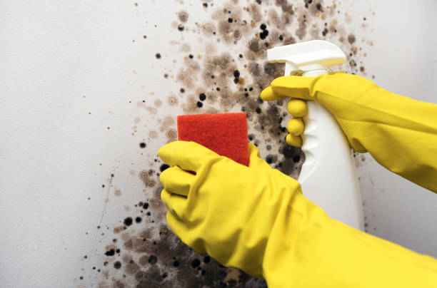 Best Local Mold Removal Service  in Acton, CA