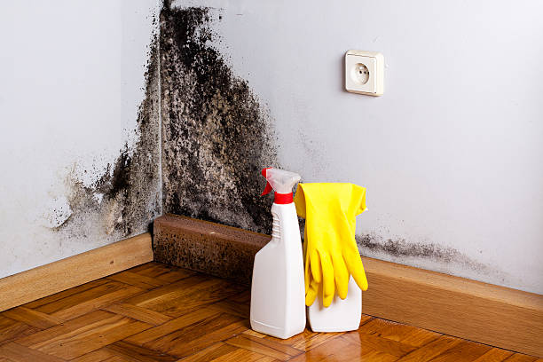 Reliable Acton, CA Mold Removal Solutions