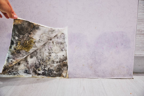 Best Mold Removal Near Me  in Acton, CA